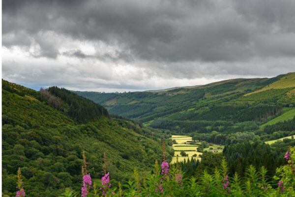 Wellbeing Walks - Out the office into nature. Unleash the power of your team with invigorating and personalised events, with nature at the heart of the design. We take your team out of the office.