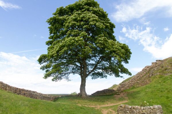 Wellbeing Walks - Out the office into nature. Unleash the power of your team with invigorating and personalised events, with nature at the heart of the design. We take your team out of the office.