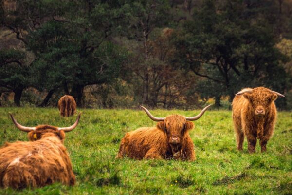 Wellbeing Walks - Out the office into nature. Walking in Scotland - Corporate wellbeing events