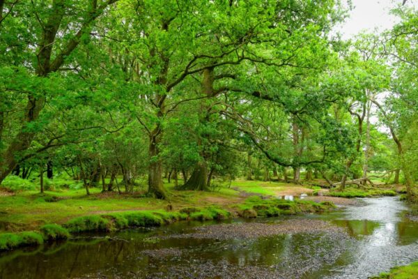 Wellbeing Walks - Out the office into nature. Unleash the power of your team with invigorating and personalised events, with nature at the heart of the design. We take your team out of the office.