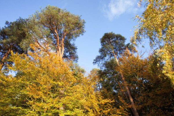 Wellbeing Walks - Out the office into nature. Unleash the power of your team with invigorating and personalised events, with nature at the heart of the design. We take your team out of the office.