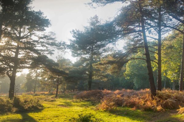 Wellbeing Walks - Out the office into nature. Unleash the power of your team with invigorating and personalised events, with nature at the heart of the design. We take your team out of the office.