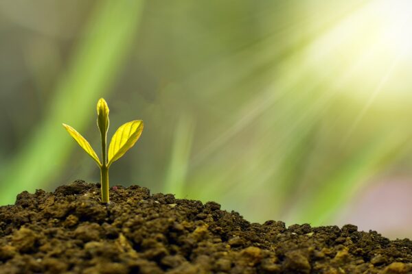 Planting Trees - Wellbeing Walks commitment to improving the environment