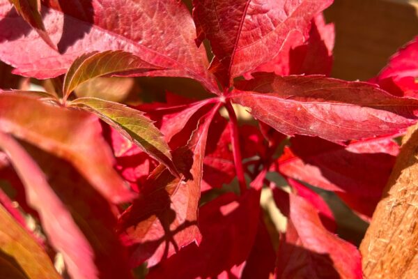 Hiking in Autumn - Corporate Wellbeing Events