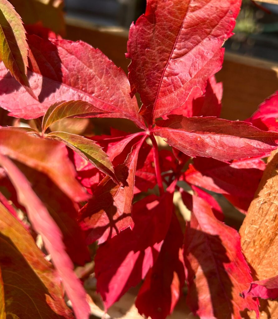 Hiking in Autumn - Corporate Wellbeing Events