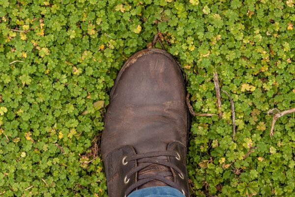 walking retreat - picture of a boot in the moss