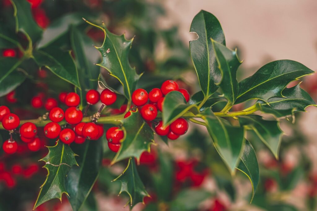 Festive Foraging - Holly Berries