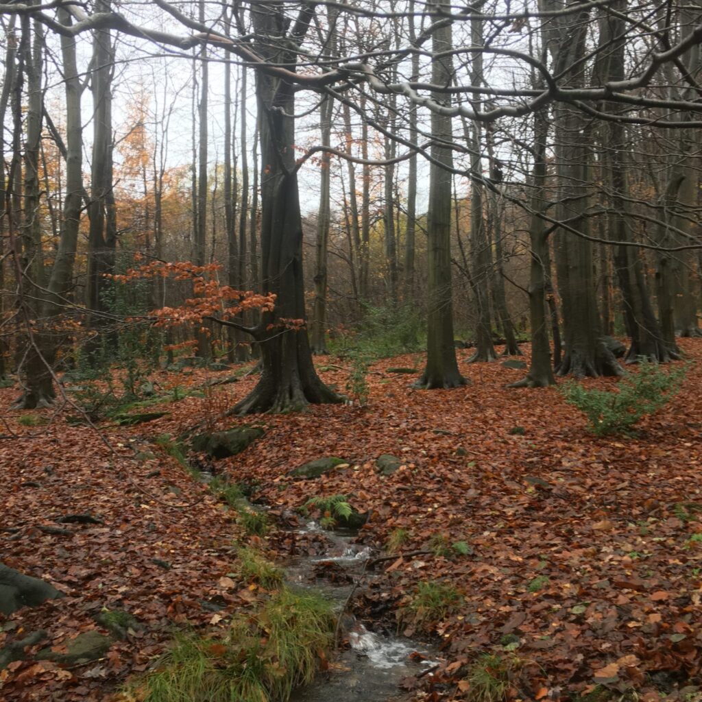picture of trees in a wood