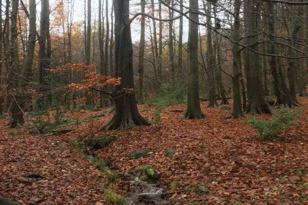 picture of trees in a wood