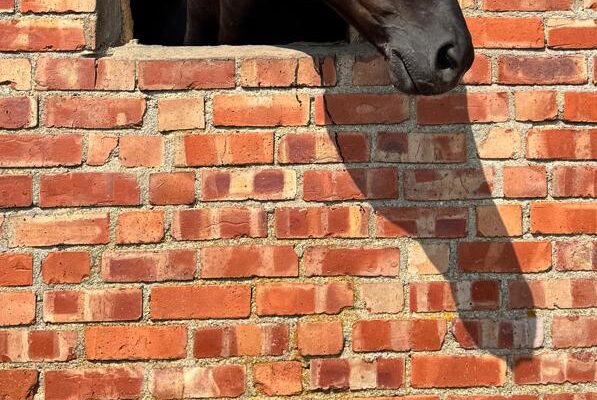 Horse sticking head out of barn new forest - corporate events