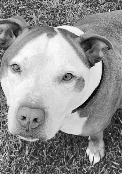 black and white image of a dog - bring your dog to work day